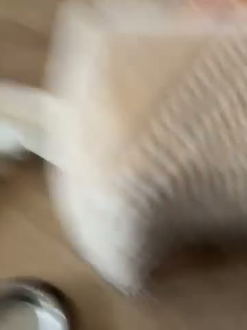 Toy Poodle dogs for sale: Toy poodle Puppys  - Video 1