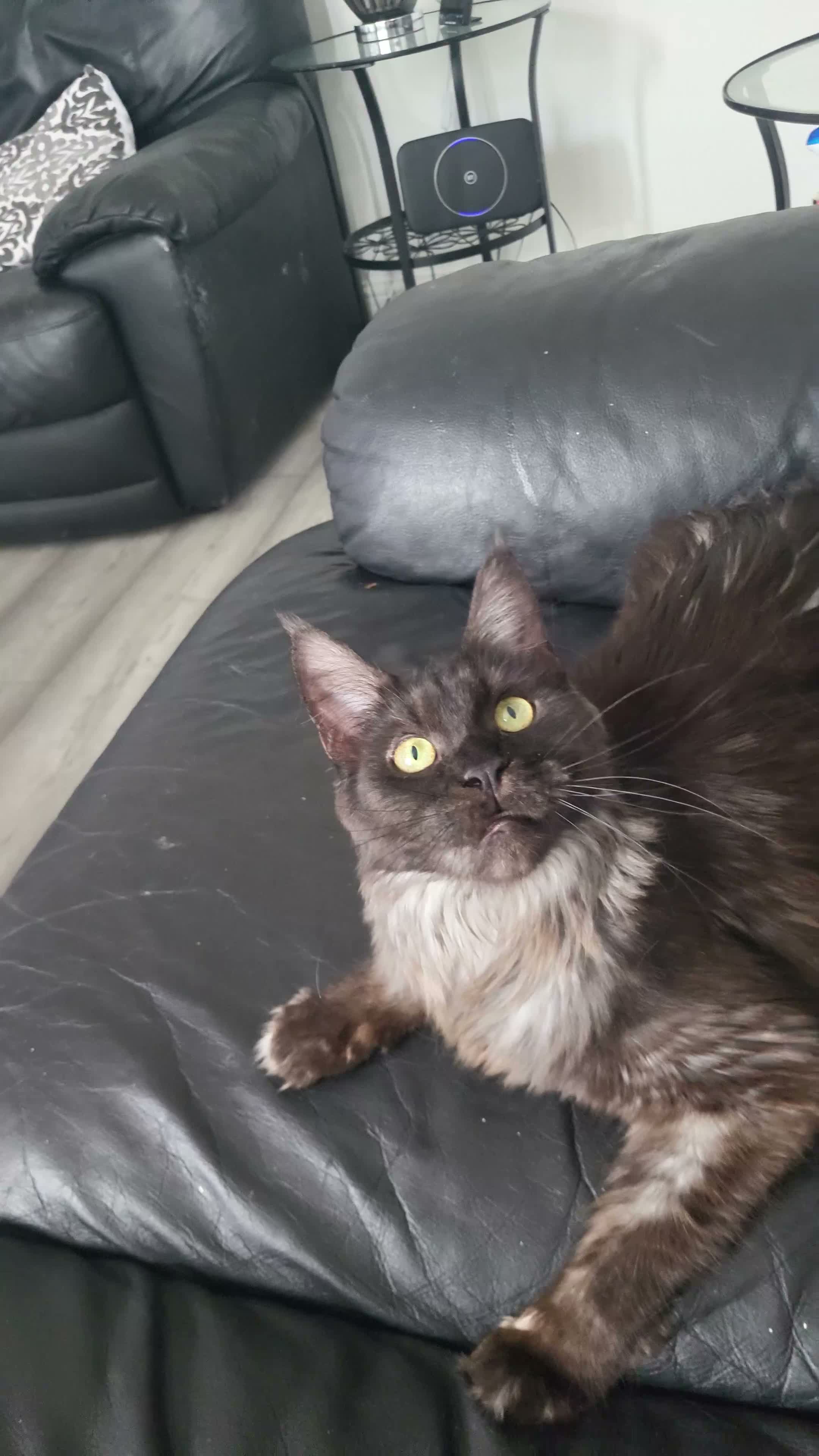 Maine Coon cats for sale: Beautiful Black smoke ACTIVE Maine coon  - Video 1