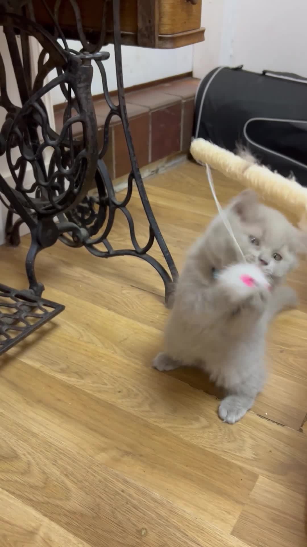 British Longhair cats for sale: 🏆CHAMPION BLOODLINES🏆.British Longhair Kittens. - Video 3