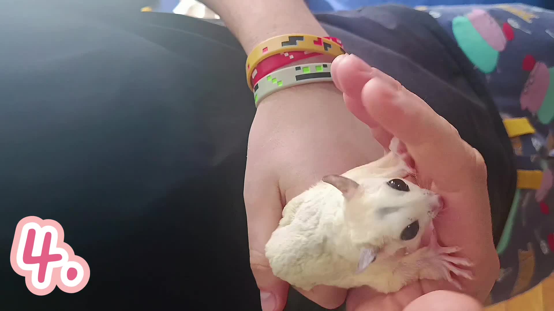 Sugar Glider rodents for sale: adult sugar gliders 🐾 - Video 5