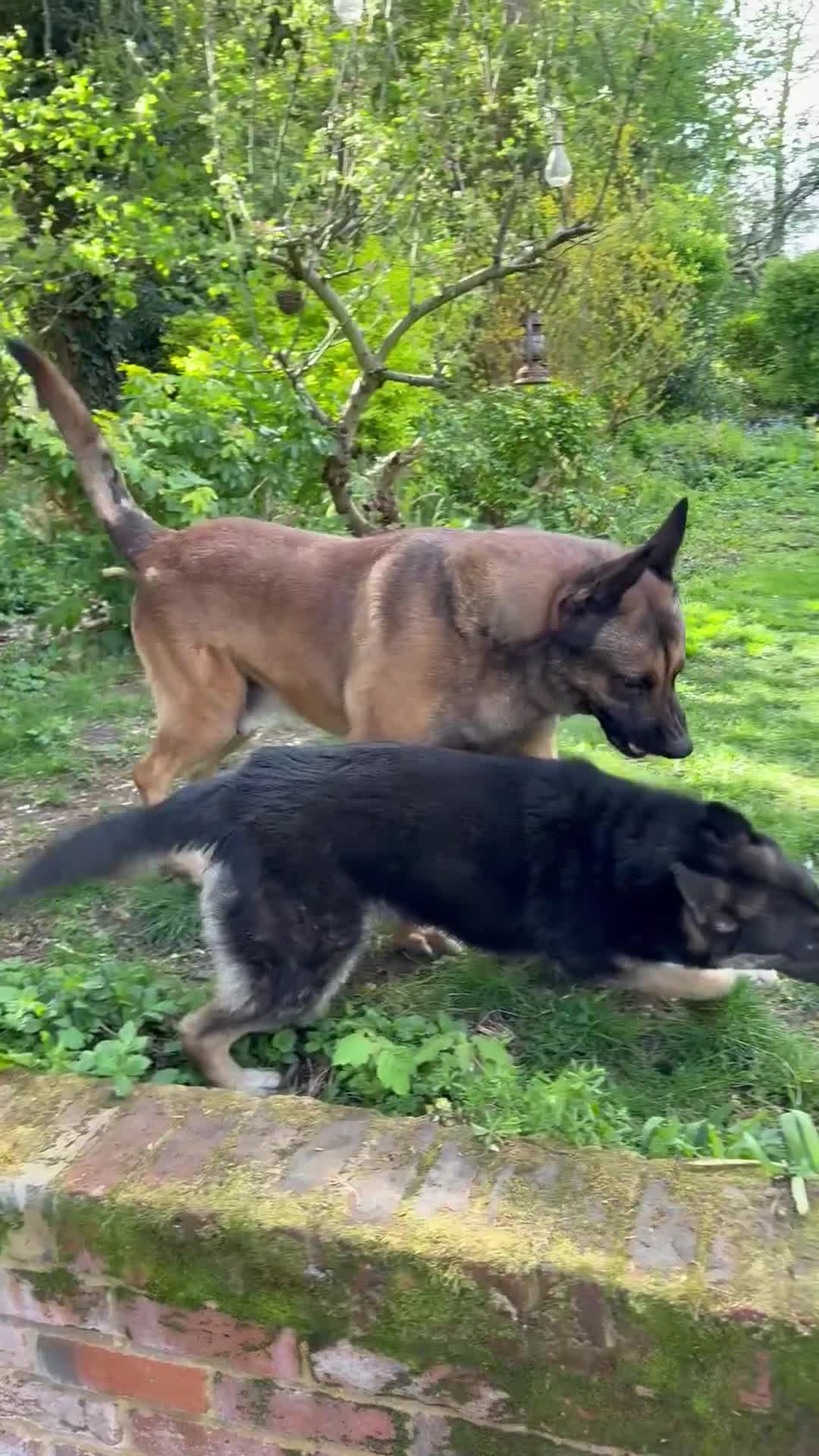 Shepsky dogs for sale: 1 year old German shepherd x husky cross - Video 1