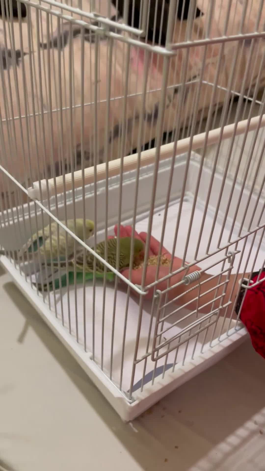 Budgerigars birds for sale: 2 Hand tamed budgies + cage  - Video 3