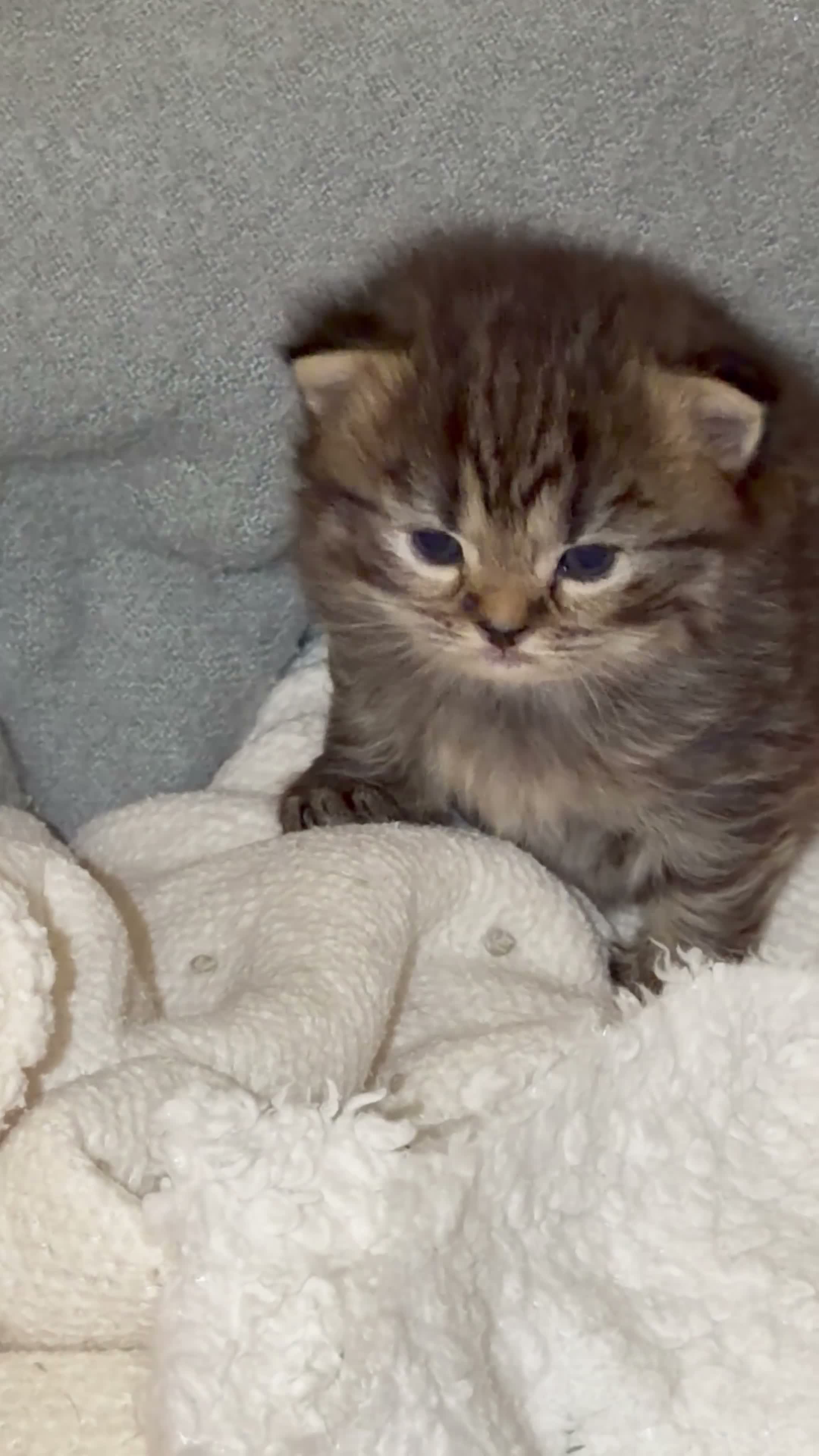 Persian cats for sale: Chinchilla Persian kittens  - Video 1