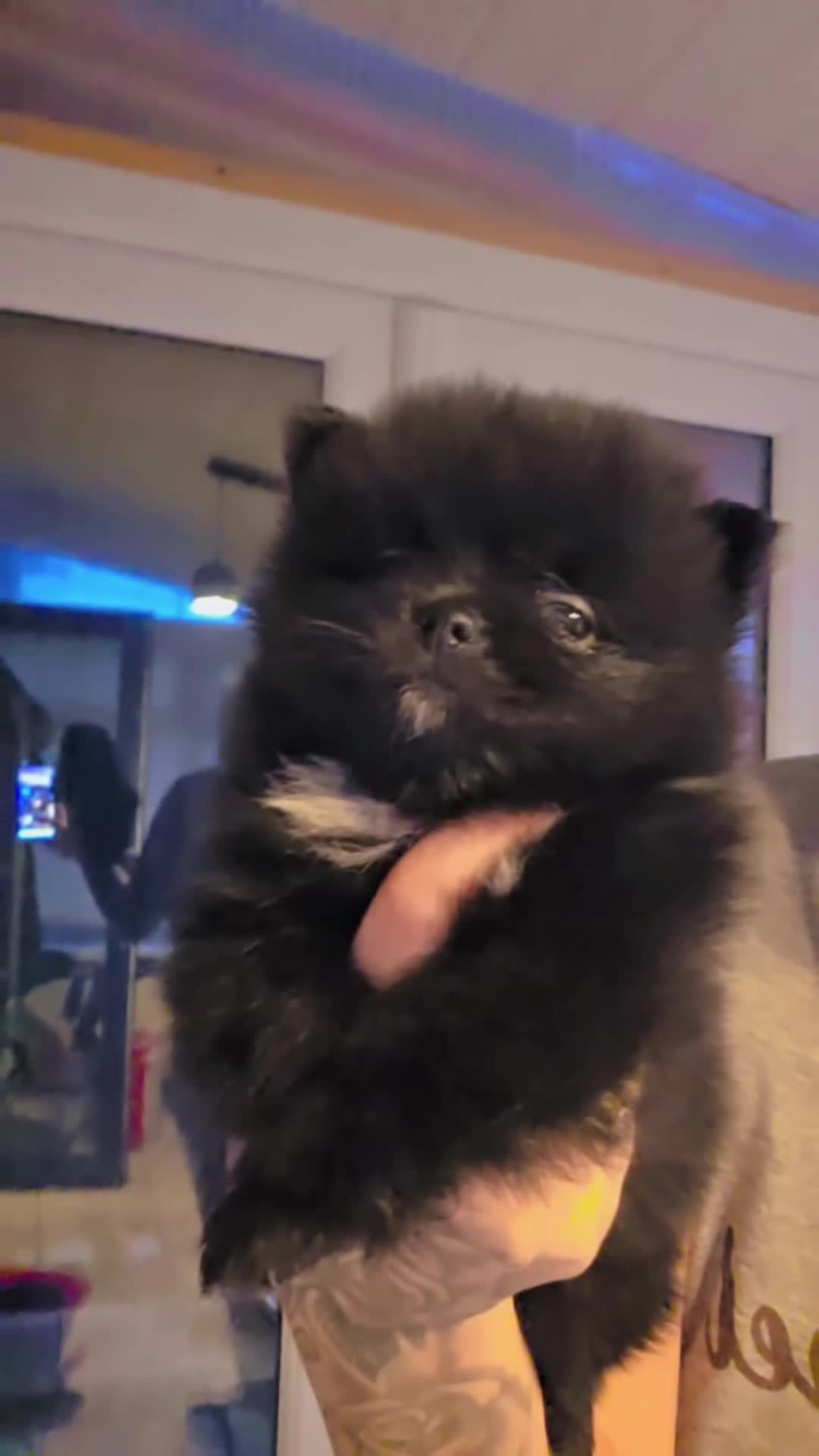 Pomeranian dogs for sale: 🥰😍Ready for new house 🥰🥰🥰 - Video 2