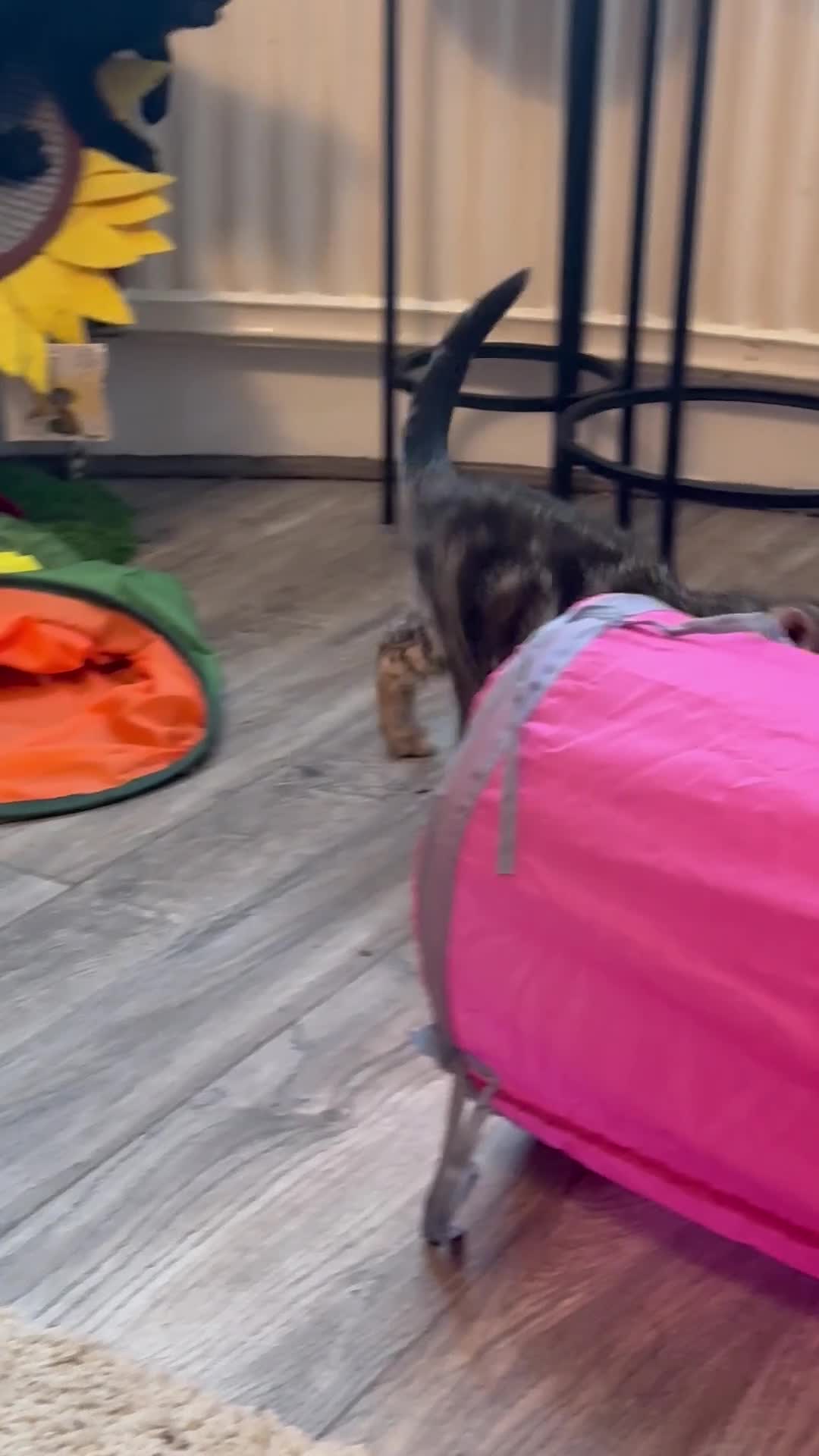 Domestic Shorthair cats for sale: Gorgeous brown tabby girl  - Video 4