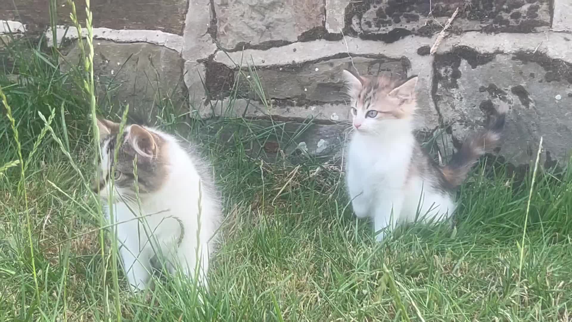 Mixed Breed cats for sale: Beautiful Long haired female kittens. - Video 2