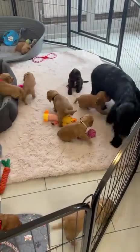 Cocker Spaniel dogs for sale: Kc reg cocker spaniels with 5 weeks insurance  - Video 2