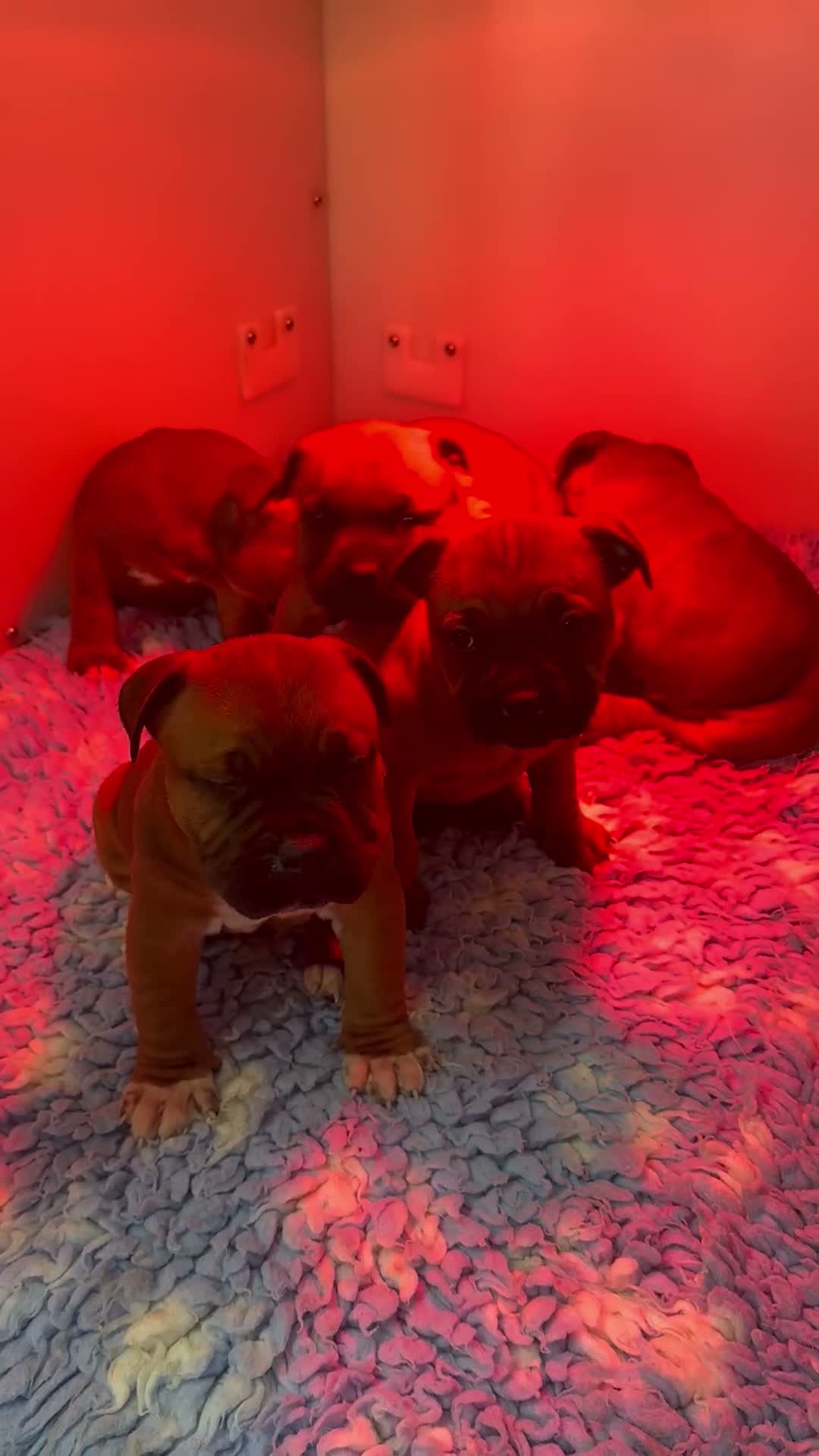 Staffordshire Bull Terrier dogs for sale: Red Staffordshire Bull Terriers - Video 1