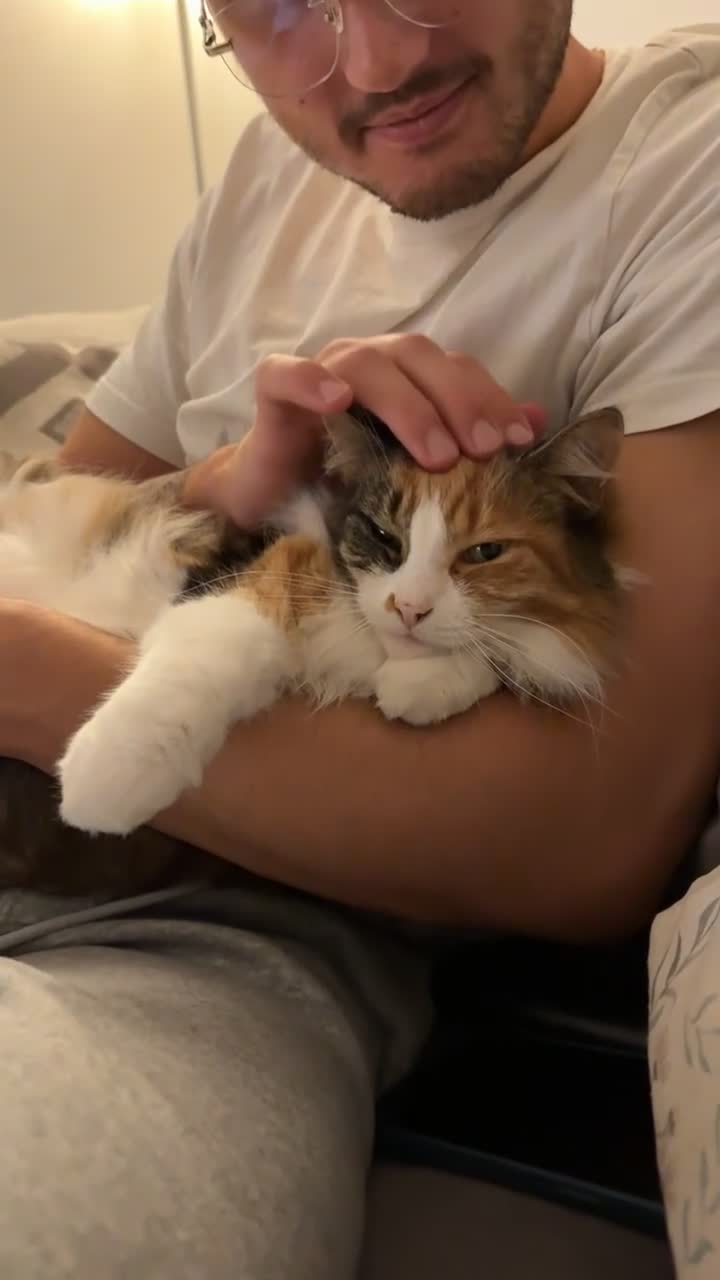 Mixed Breed cats for sale: Beautiful cat  - Video 2