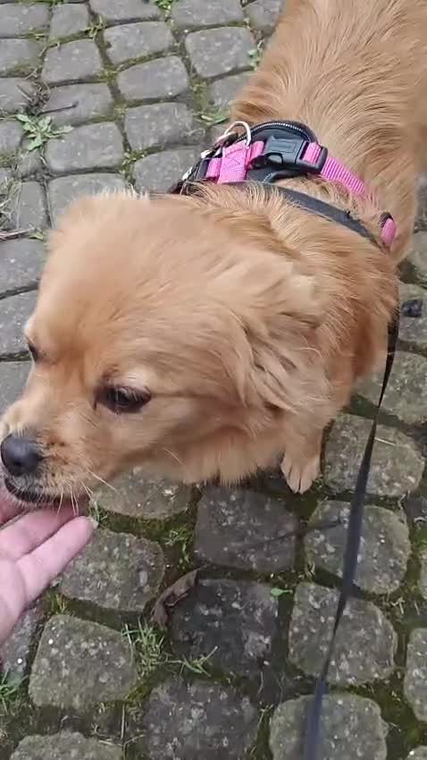 Mixed Breed dogs for adoption: 💖🐶 SILVIA 🐶💖 - Video 1