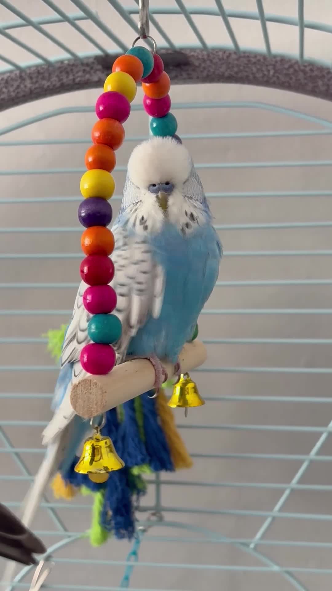 Budgerigars birds for sale: 2 male budgies  in Torquay - Video 2