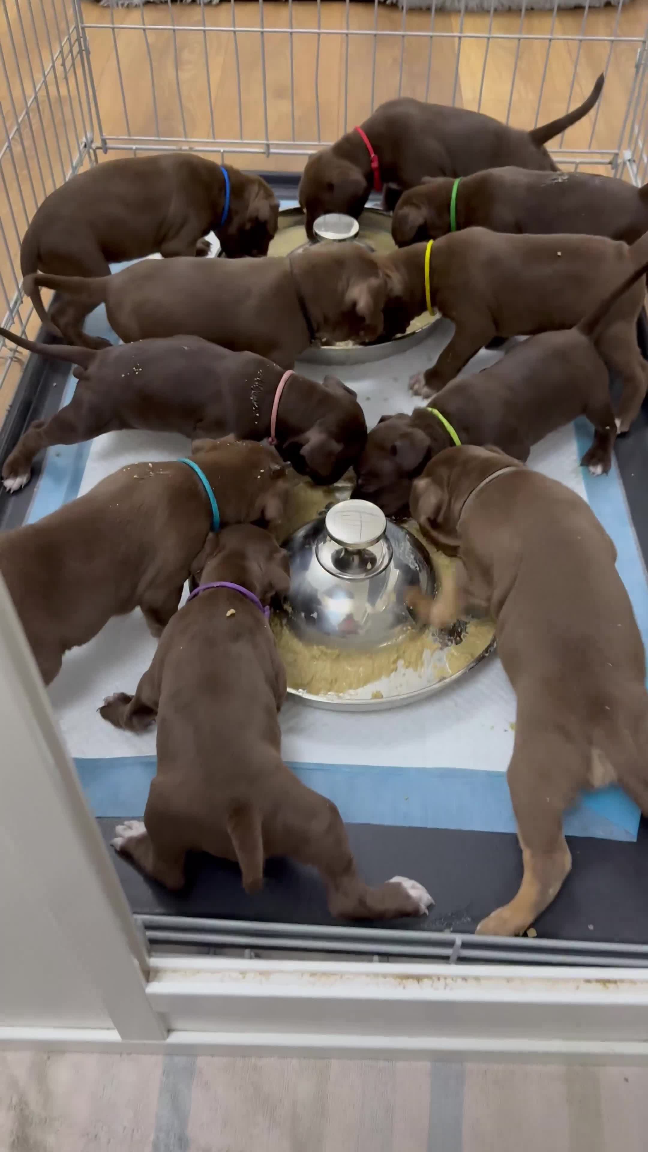 American Bull Staffy dogs for sale: Staffy Bull Puppies - Video 3