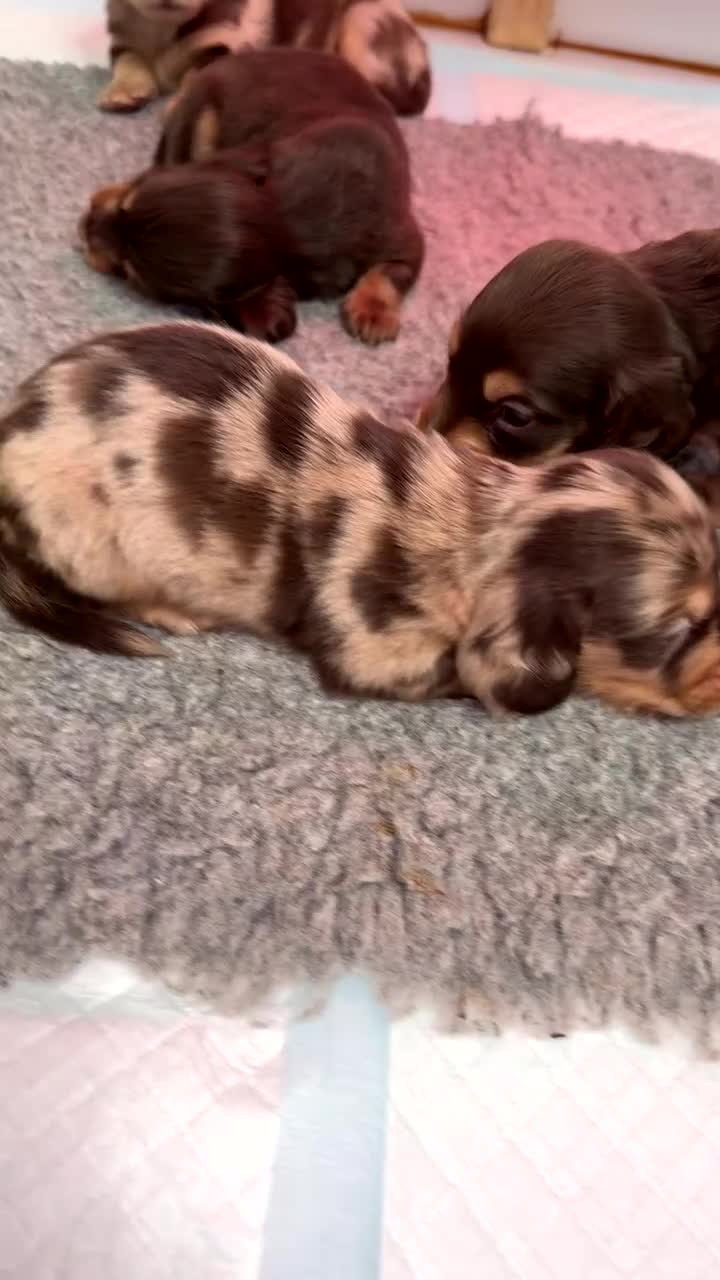 Miniature Dachshund dogs for sale: Miniature Long Haired Dachshund **Last Boy** in Saint Helens - Video 1