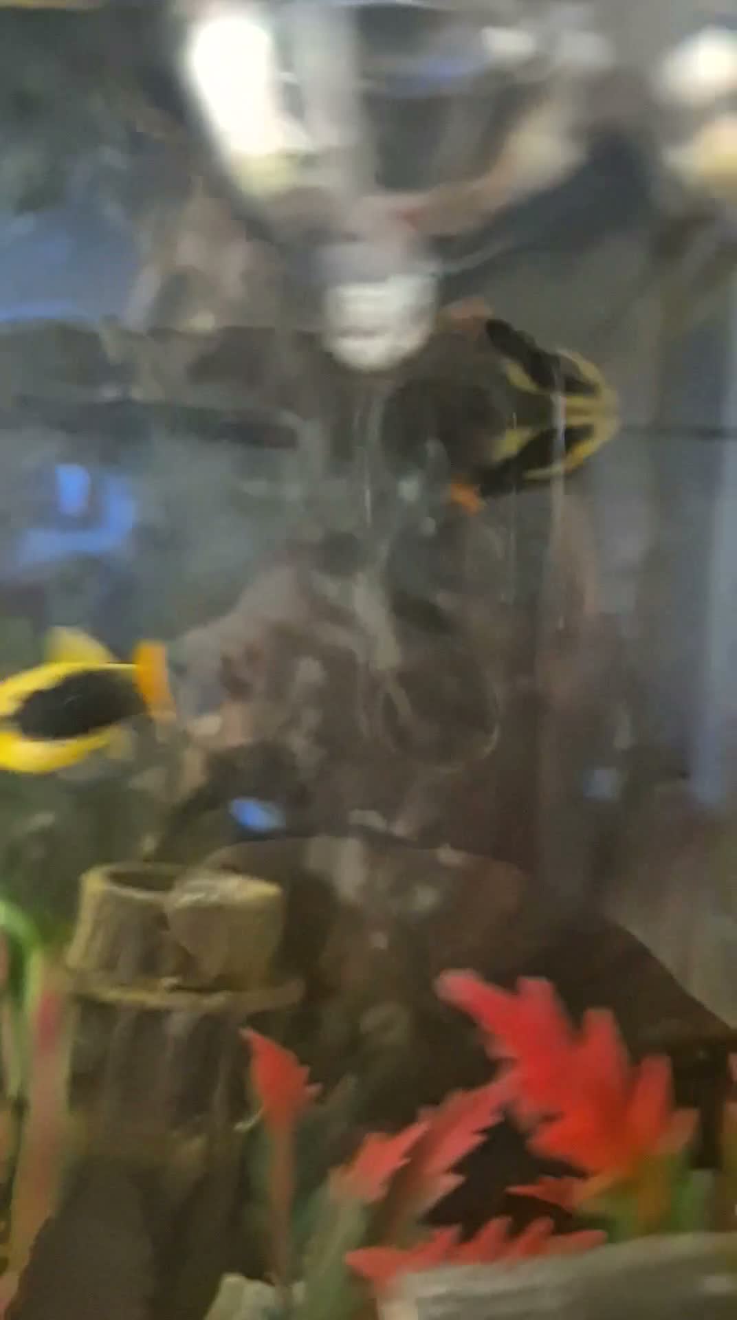 Platies fish for sale: 8 Sunburst Tuxedo Platies in Southend-on-Sea - Video 1