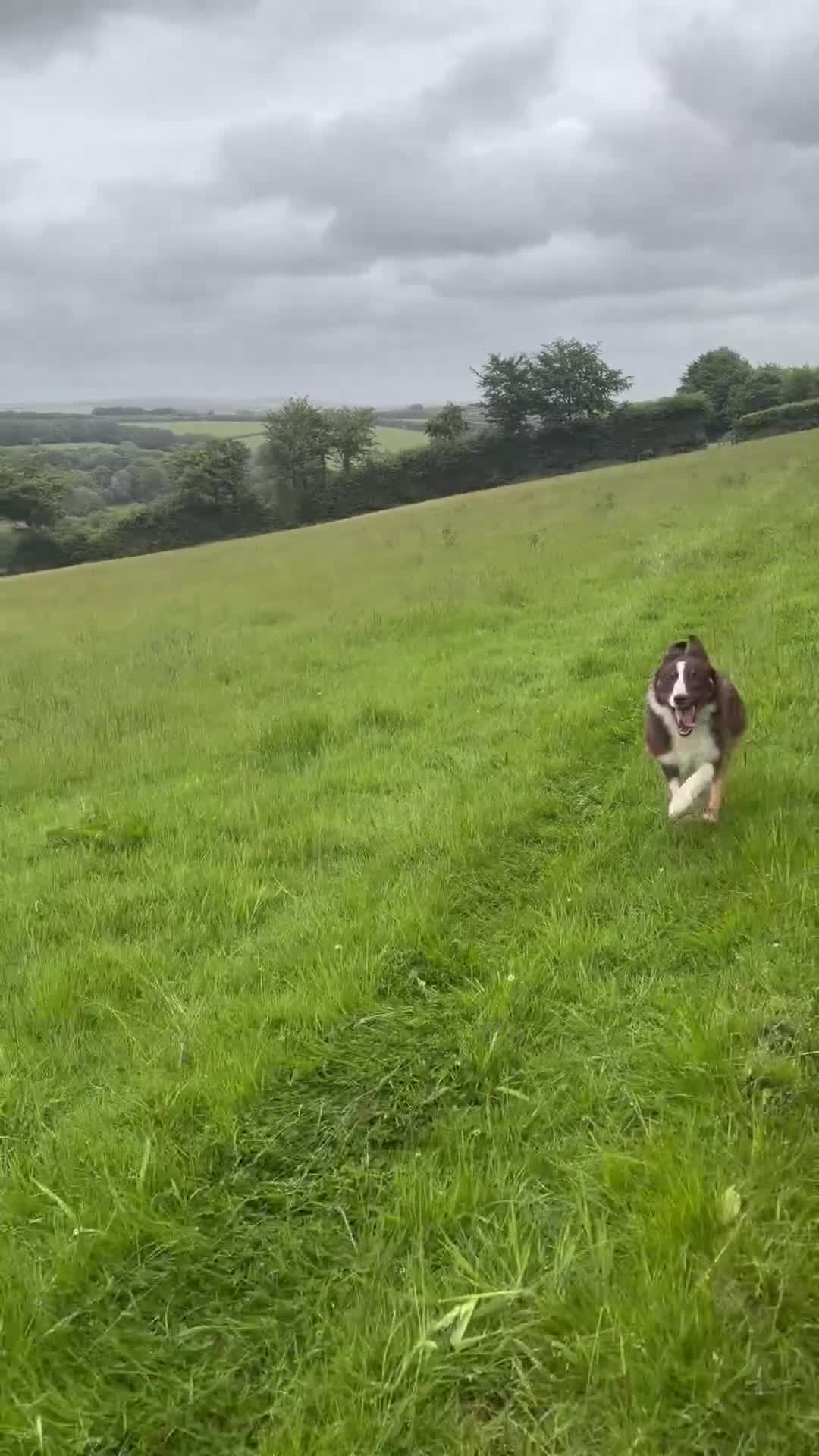 Border Collie dogs for sale: Handsome & Happy Young Collie - Video 1