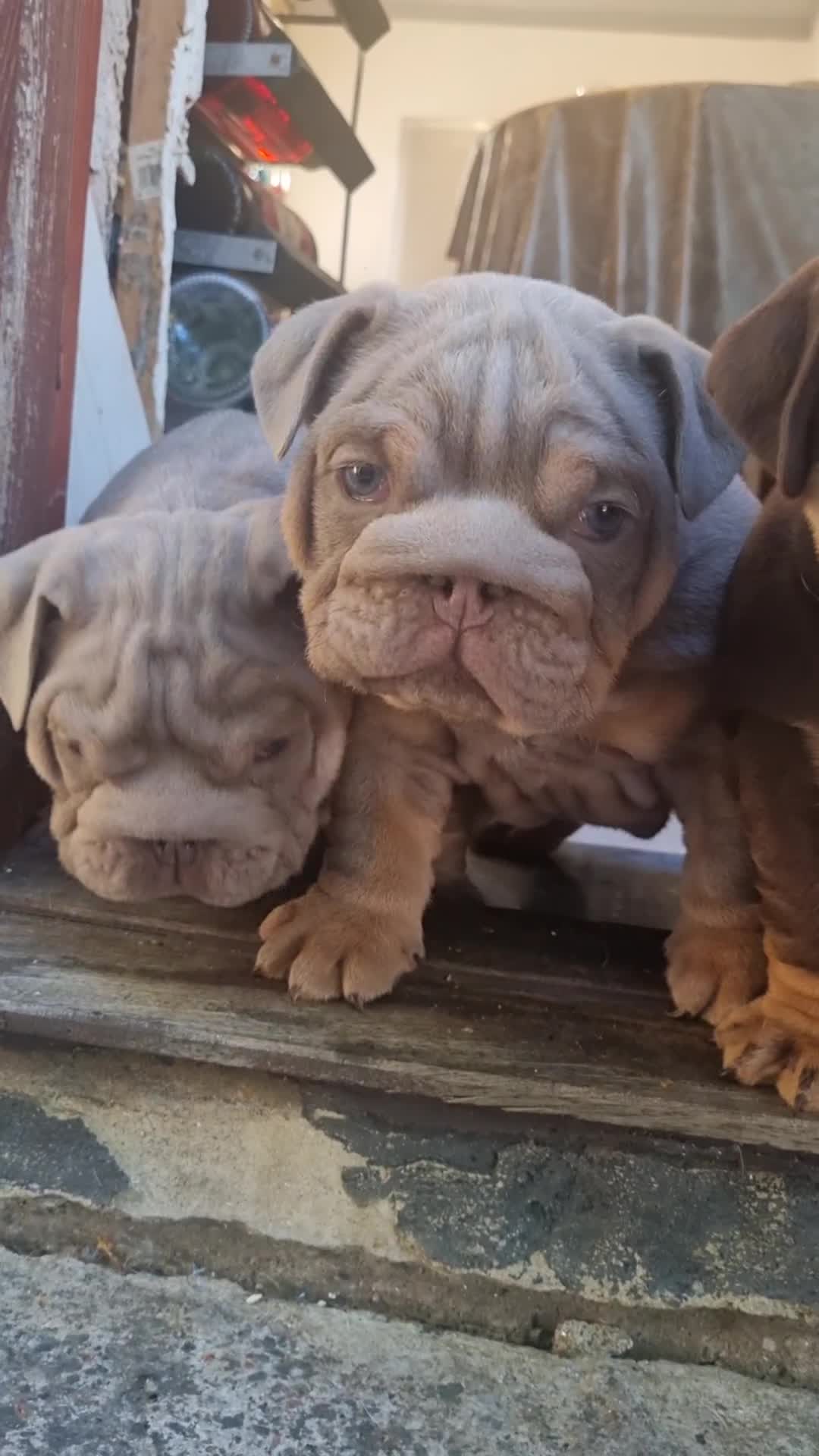 English Bulldog dogs for sale: English bulldog  - Video 1