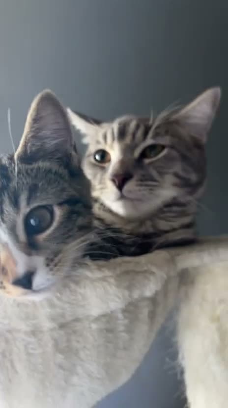 Mixed Breed cats for sale:  Gorgeous Male Tabby Kitten Looking Forever Home - Video 1