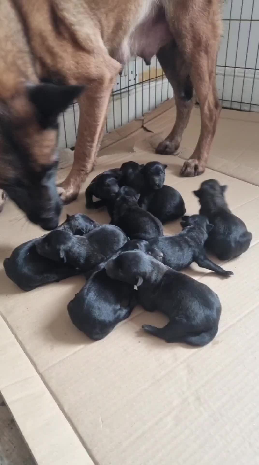 Belgian Shepherd Dog dogs for sale: Working Line Mali Pups. 6 males 1 female. all left - Video 1