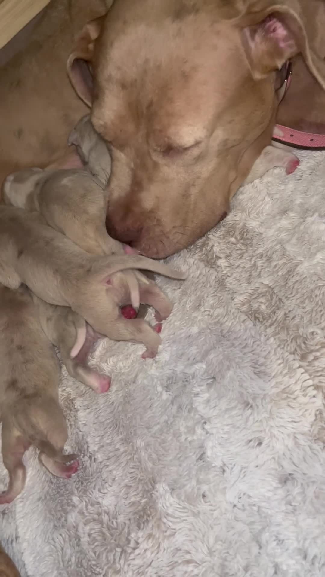 Mixed Breed dogs for sale: Beautiful bandog puppies  in Southend-on-Sea - Video 1