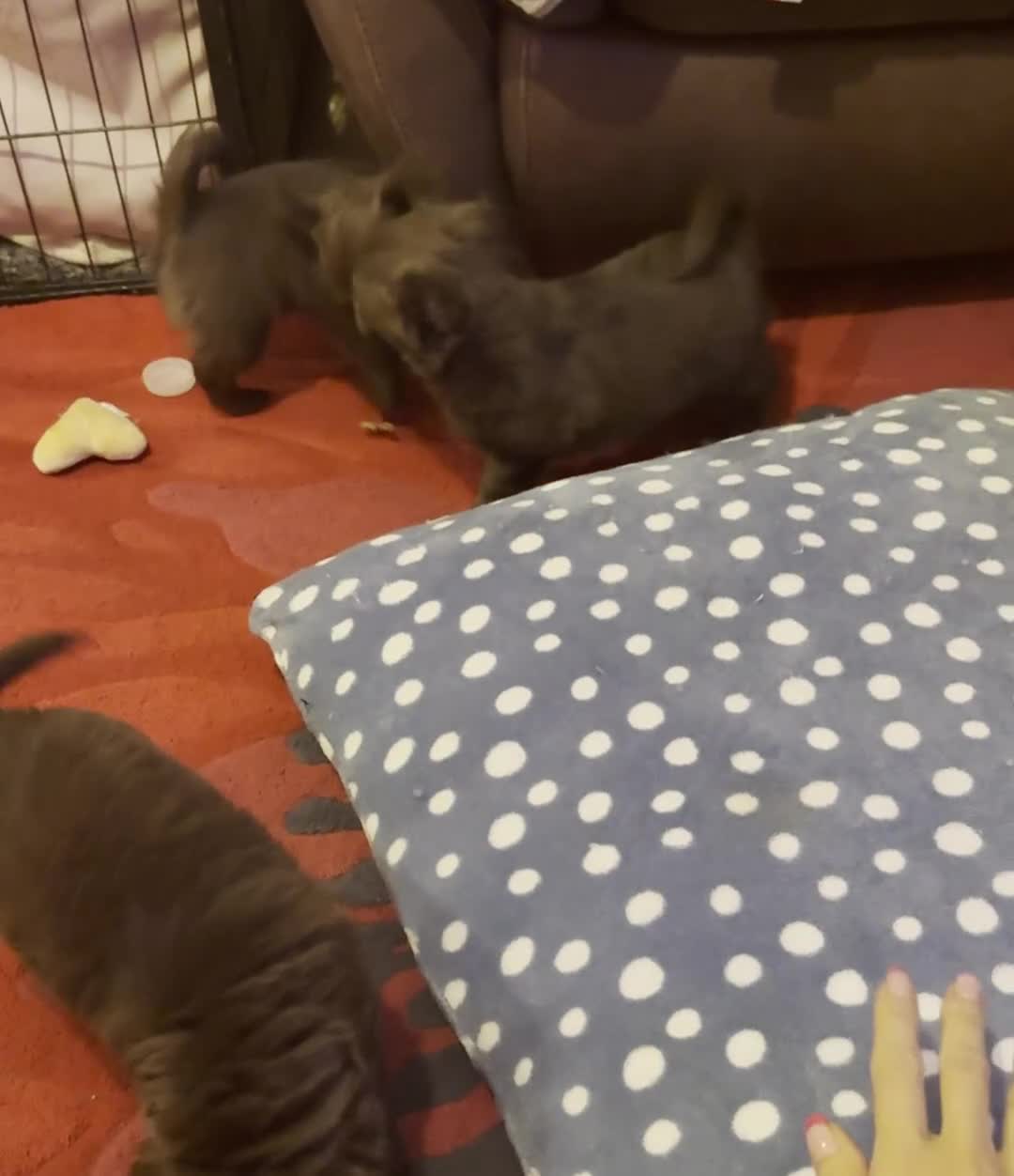 Chihuahua dogs for sale: Chihuahua KC puppies - Video 1