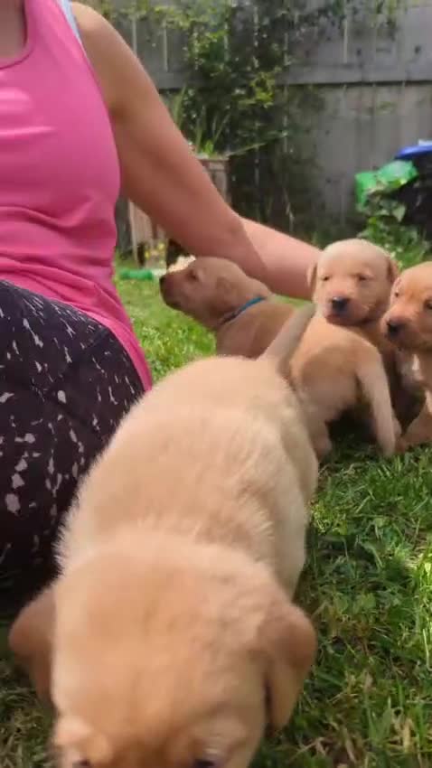 Labrador Retriever dogs for sale: Exceptional red fox Labrador  in Washington - Video 2