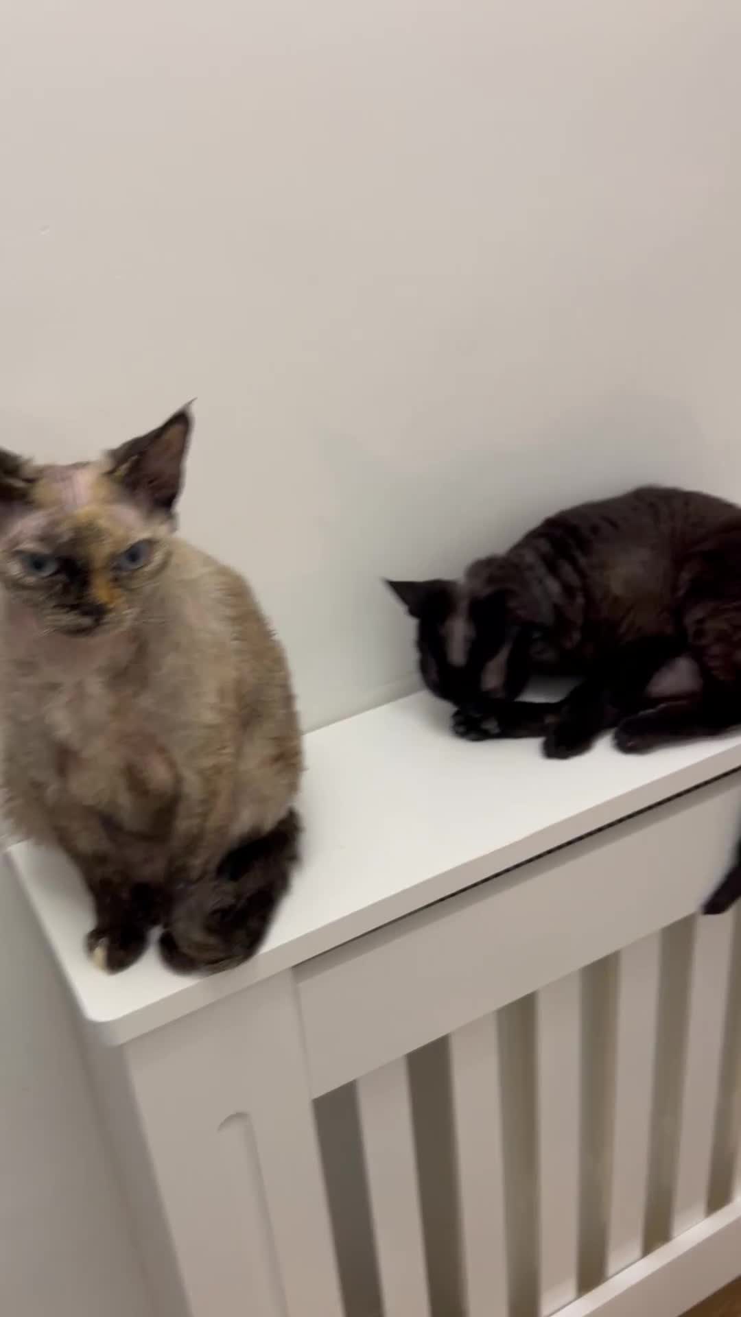 Devon Rex cats for sale: 4 year old beautiful tortie point Devon  rex girl - Video 1