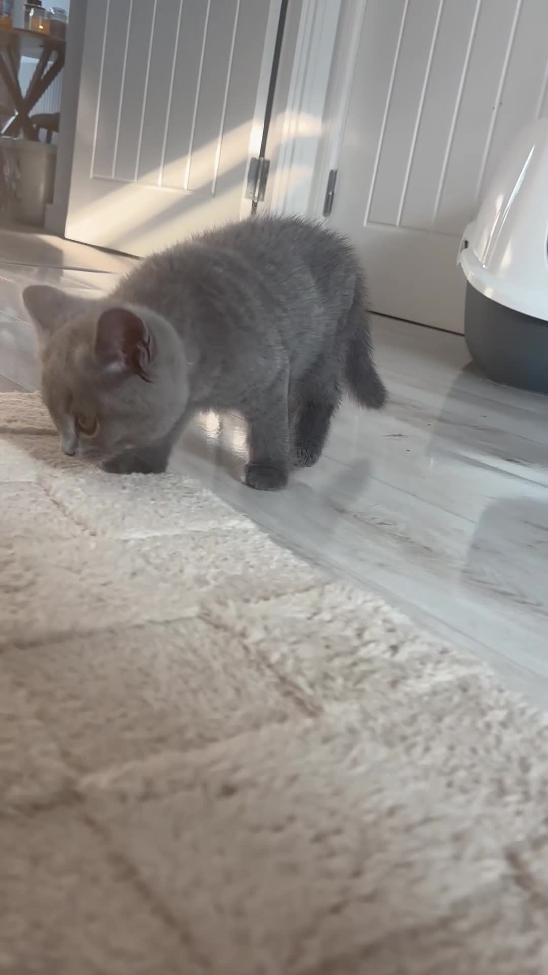 British Shorthair cats for sale: Blue BSH Kitten GCCF Ready to leave Aug - Video 1