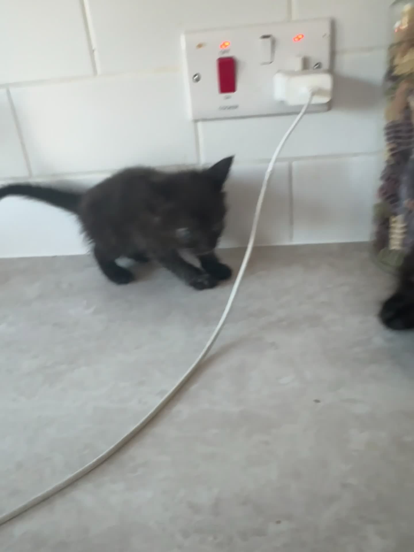 Mixed Breed cats for sale: 3 stunning unique kittens - Video 1