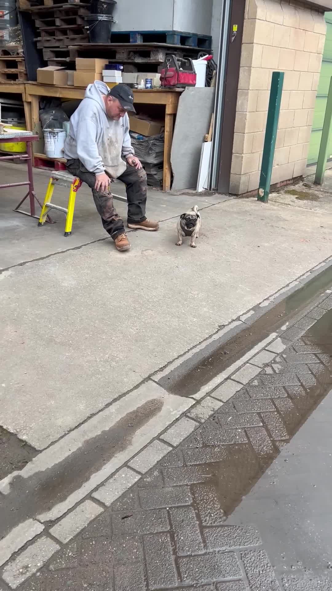 Pug dogs for sale: Roscoe  in Nottingham - Video 1