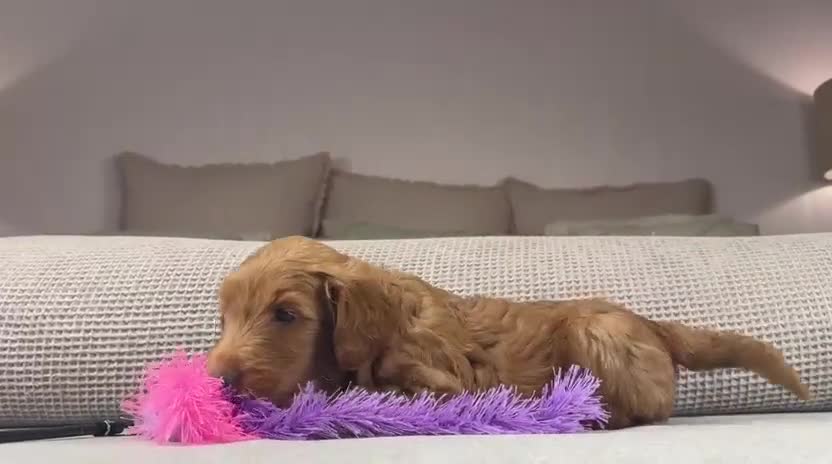 Labradoodle dogs for sale: STUNNING DOODLE MIX. HIP ELBOW DNA TESTED LINES - Video 1