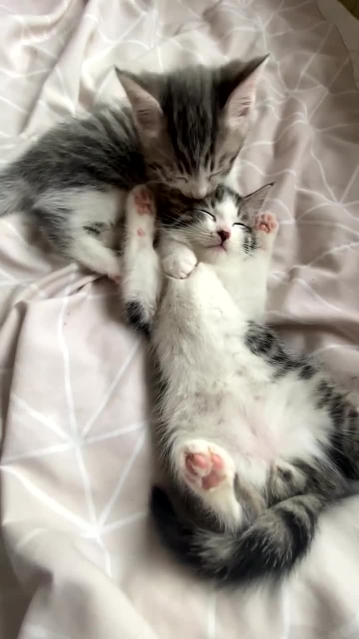 Bengal cats for sale: Three Beautiful Bengal Cross Kittens (boys)  - Video 1