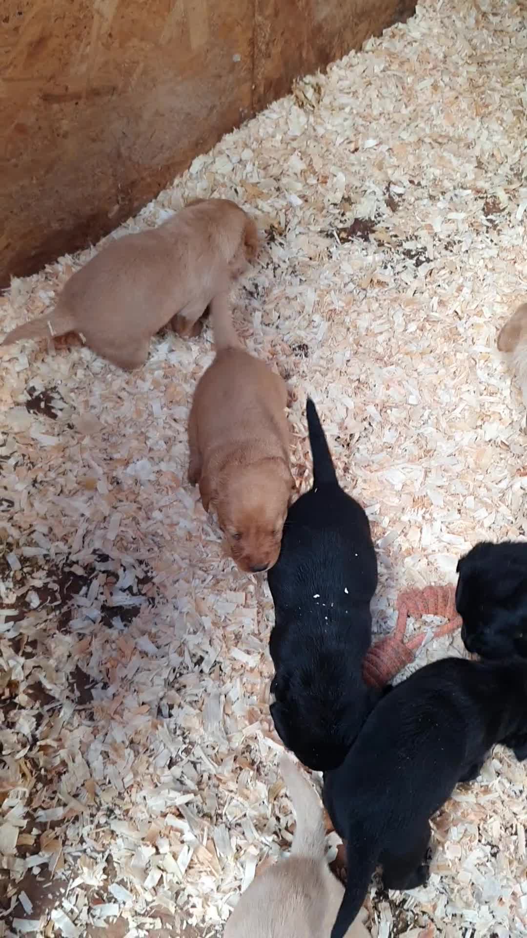Labrador Retriever dogs for sale: Labrador puppies - Video 1