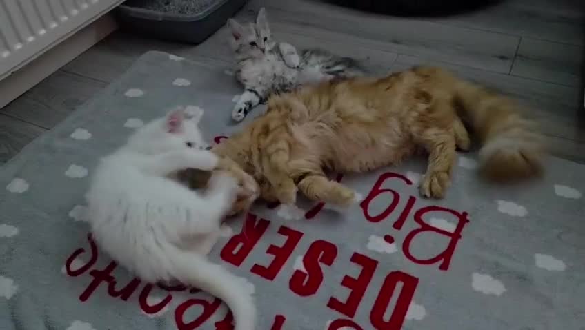 Maine Coon cats for sale: Pure Maine Coon kittens  - Video 2