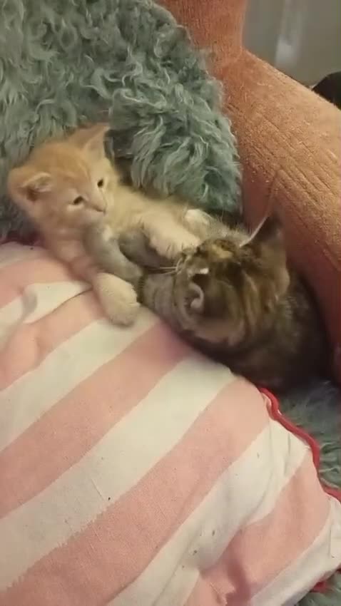 Norwegian Forest Cat cats for sale: Norwegian Forest Cat Kittens  - Video 2