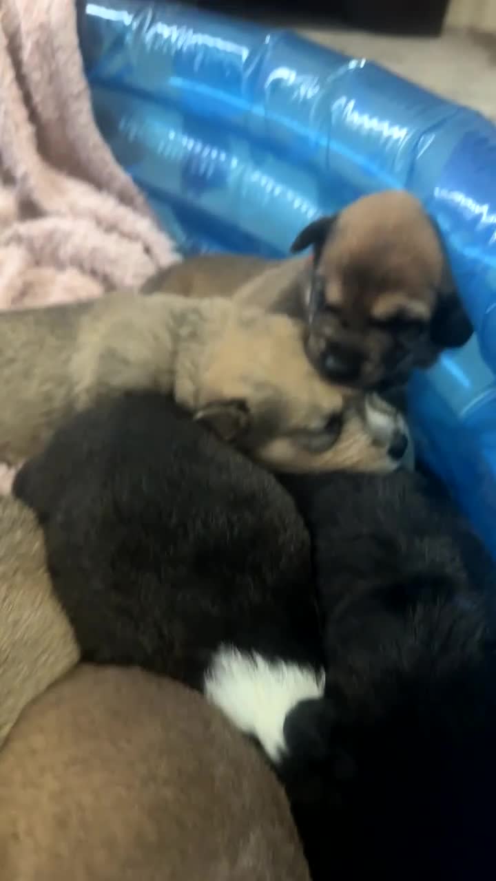 Mixed Breed dogs for sale: Puppies for sale  in Pontypridd - Video 2