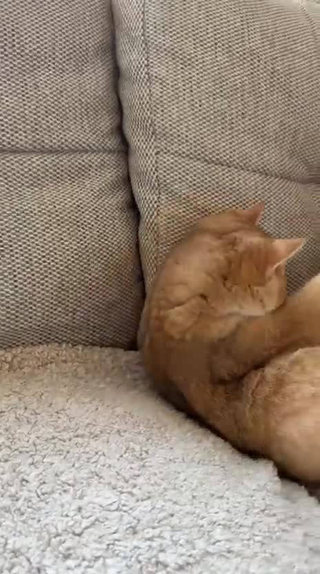 British Shorthair cats for sale: READY 2 Black Golden / Corin BSH boys - Video 2