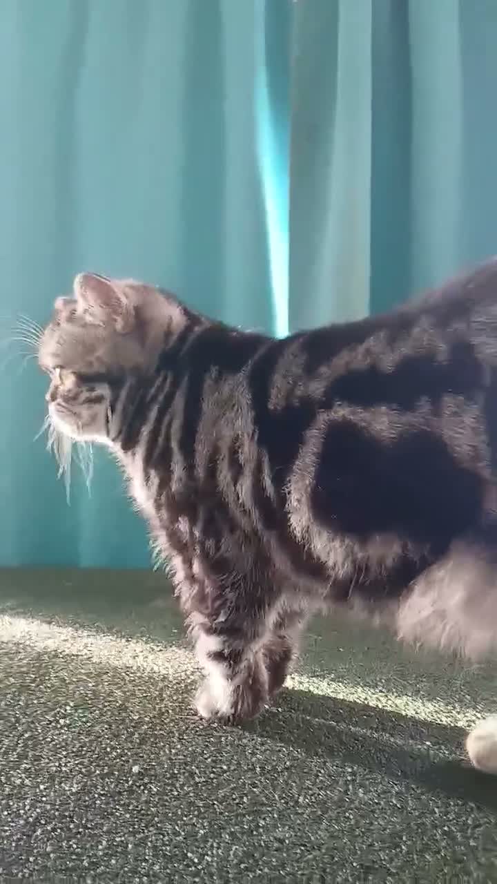 British Shorthair cats for sale: Bsh. Silver Tabby. Active/Nonactive. 🍄🍒 - Video 2