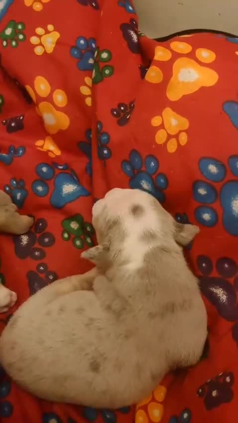 Mixed Breed dogs for sale: Beautiful merle bulldog puppies  in Bourne - Video 4
