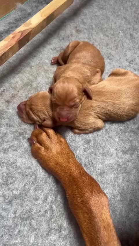 Hungarian Vizsla dogs for sale: 1CHUNKY DEEP RED HUNGARIAN VIZSLA GIRL PUPPY LEFT - Video 2