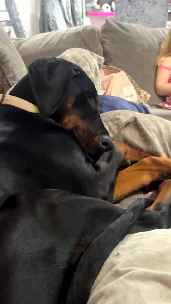Dobermann dogs for sale: Loving, Cat-Free Home for Wonderful Doberman Girl - Video 1