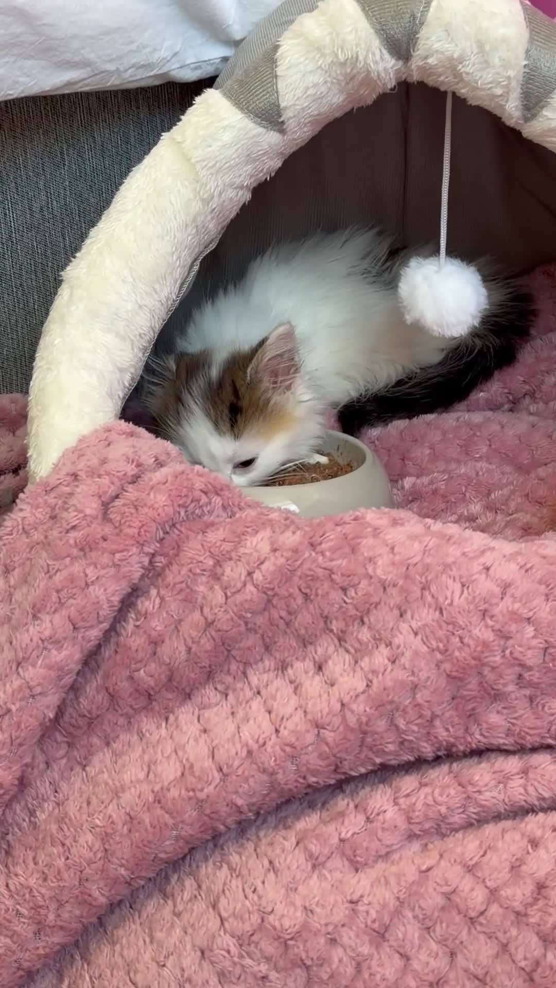 Mixed Breed cats for sale: Cutest most loving little angel - Video 2