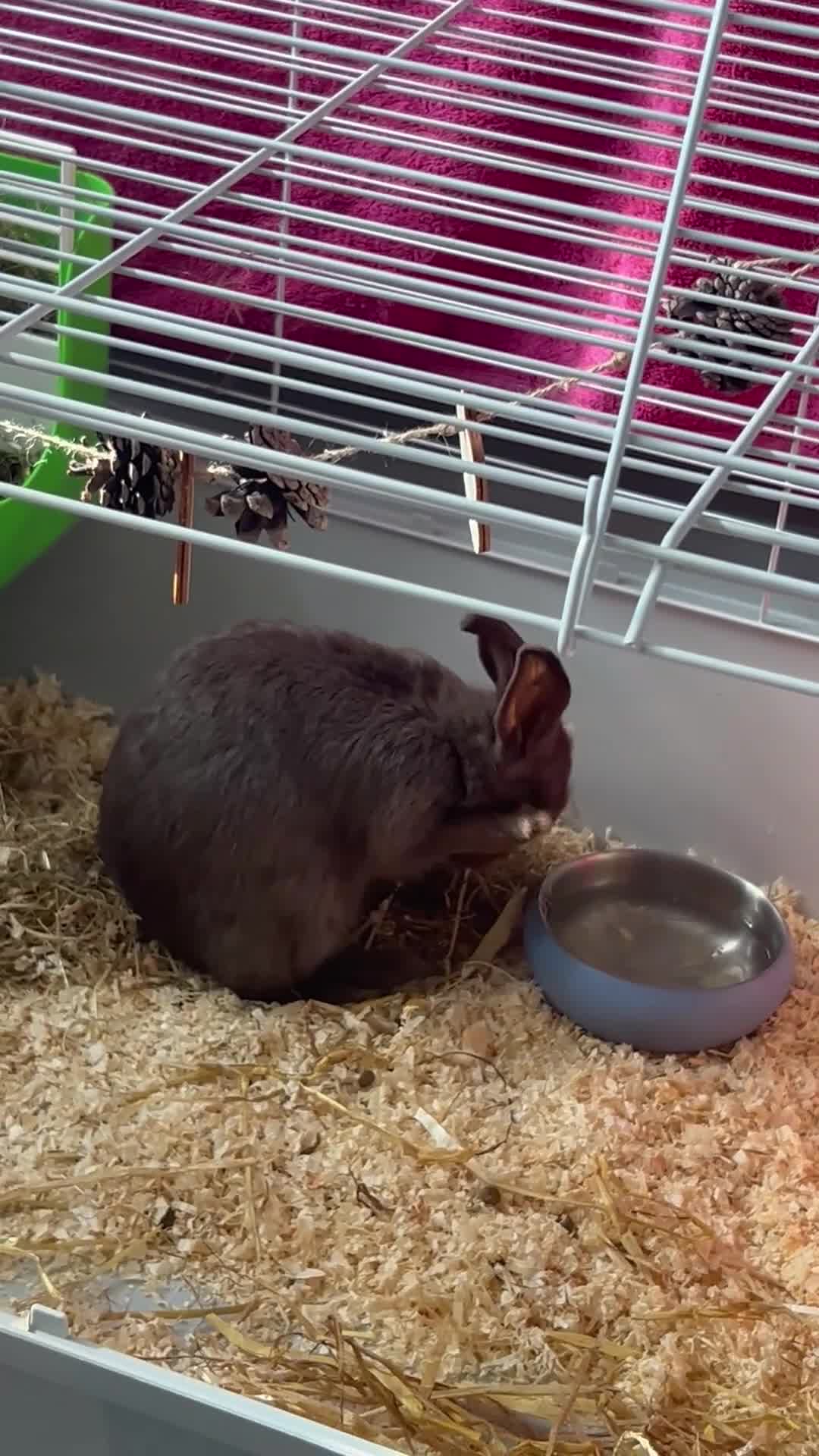Netherland Dwarf rabbits for sale: Young neverland dwarf rabbit (Ezra)  - Video 1