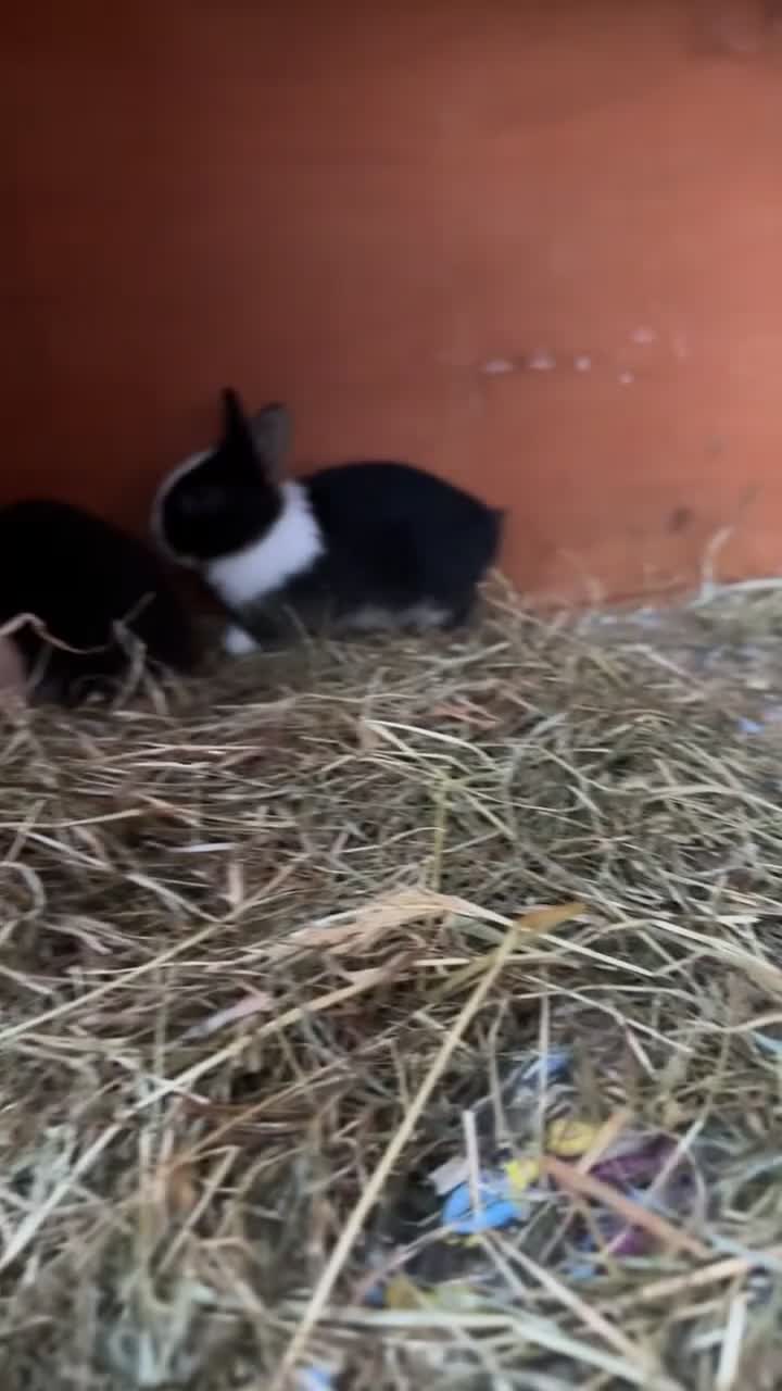 Netherland Dwarf rabbits for sale: 2 baby bunnies 🐰  - Video 1