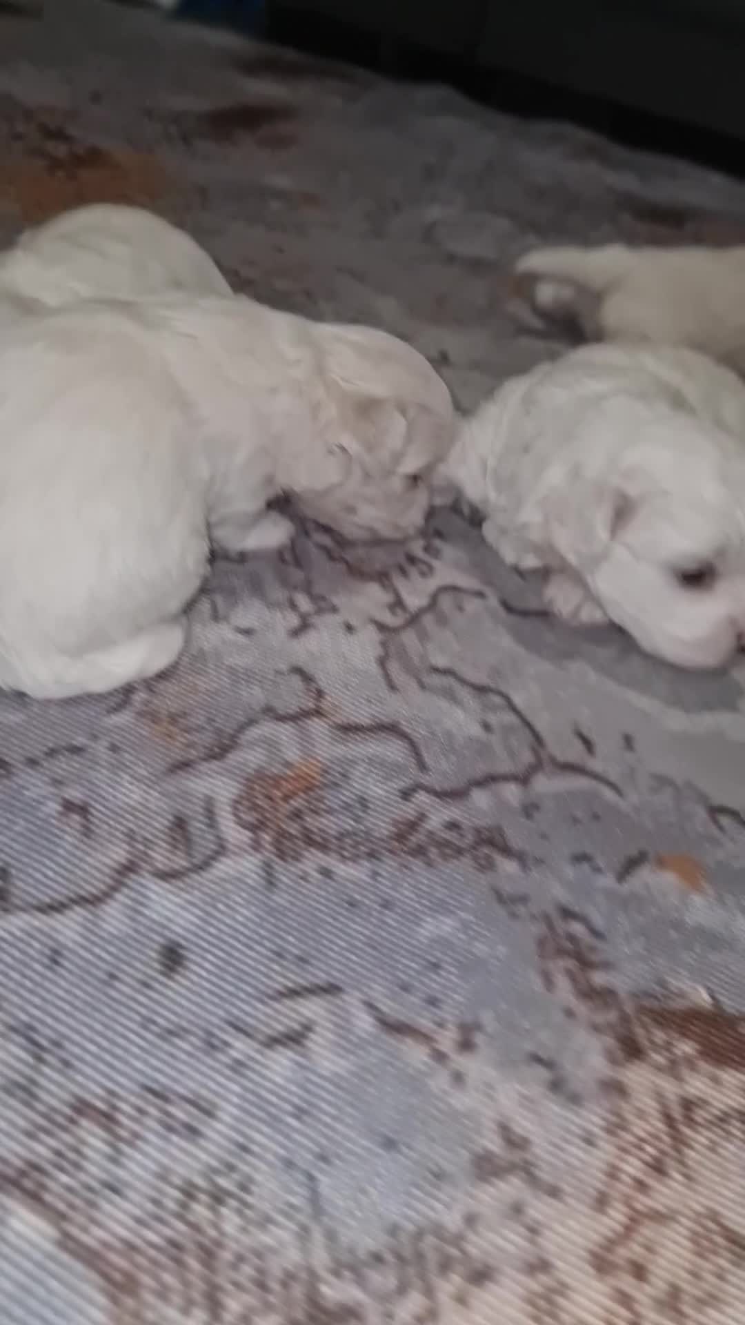 Bichon Frise dogs for sale: Gorgeous bichion frize puppies  - Video 1