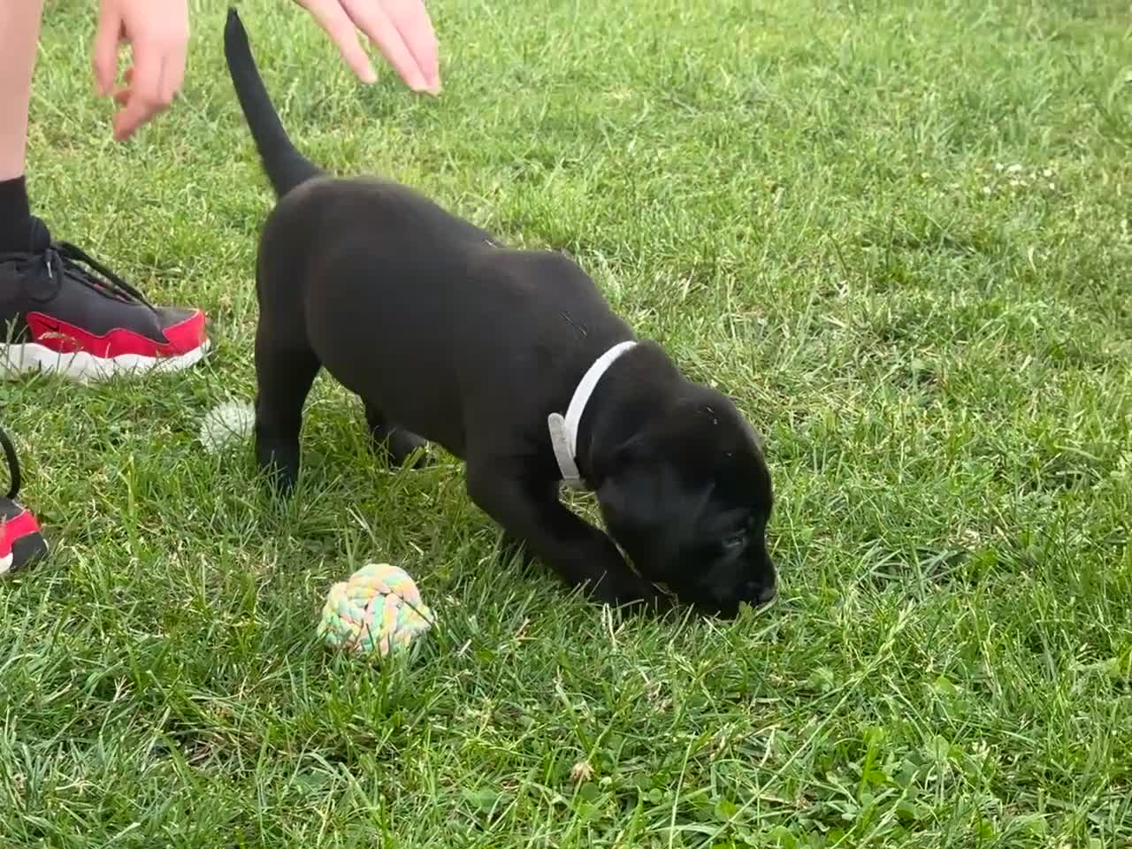 Labrador Retriever dogs for sale: Stunning KC registered Red & Black puppies - Video 4