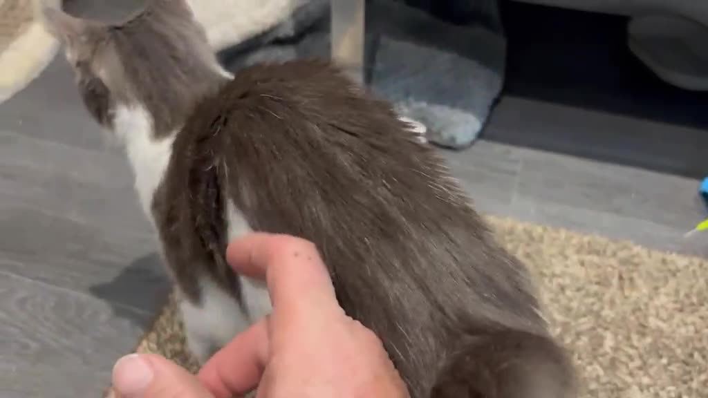 Mixed Breed cats for adoption: Zuza full of love and mischief in Beauly - Video 4