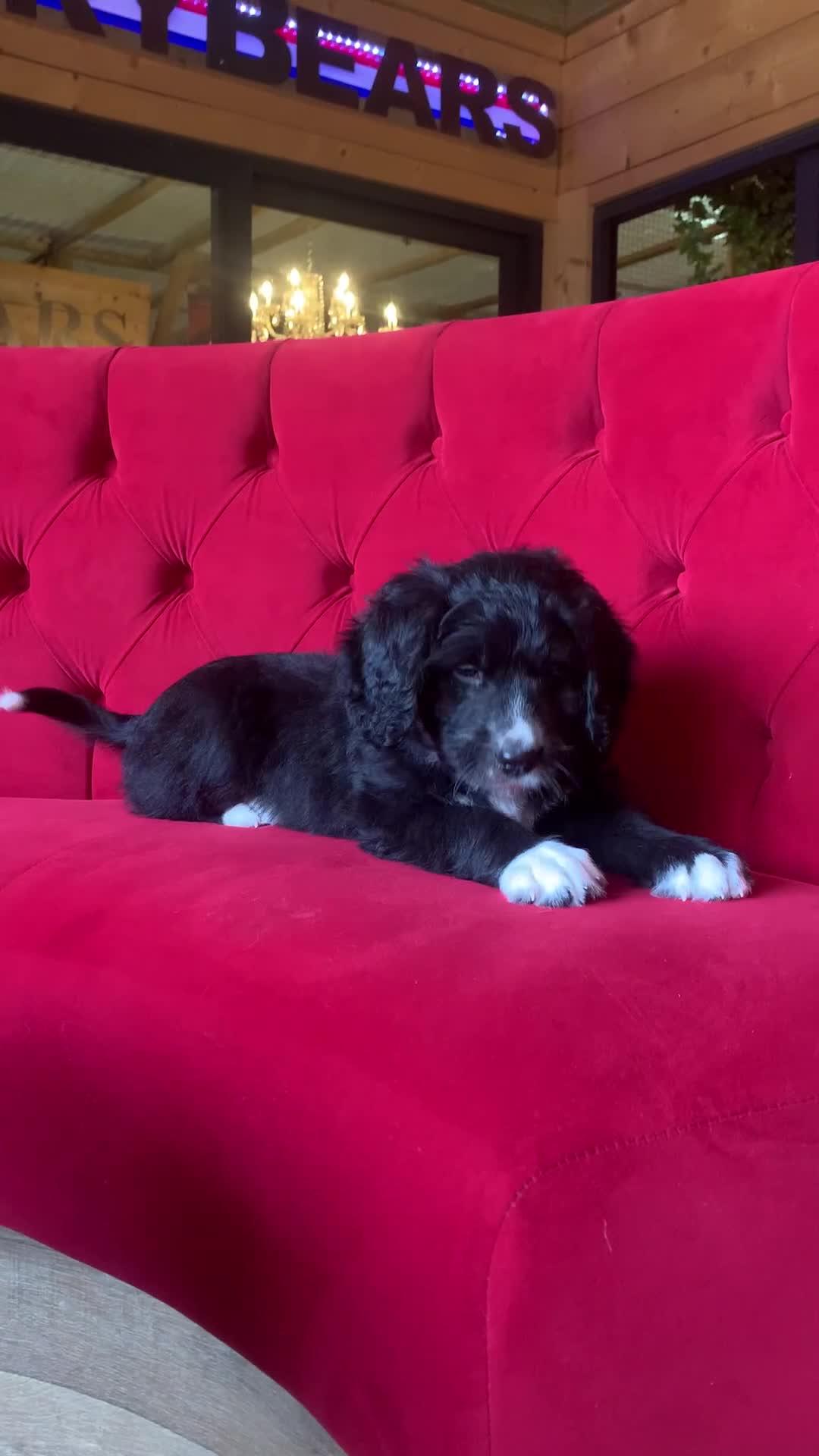 Bernedoodle dogs for sale: One Standard Size Bernedoodle Girl - Video 1