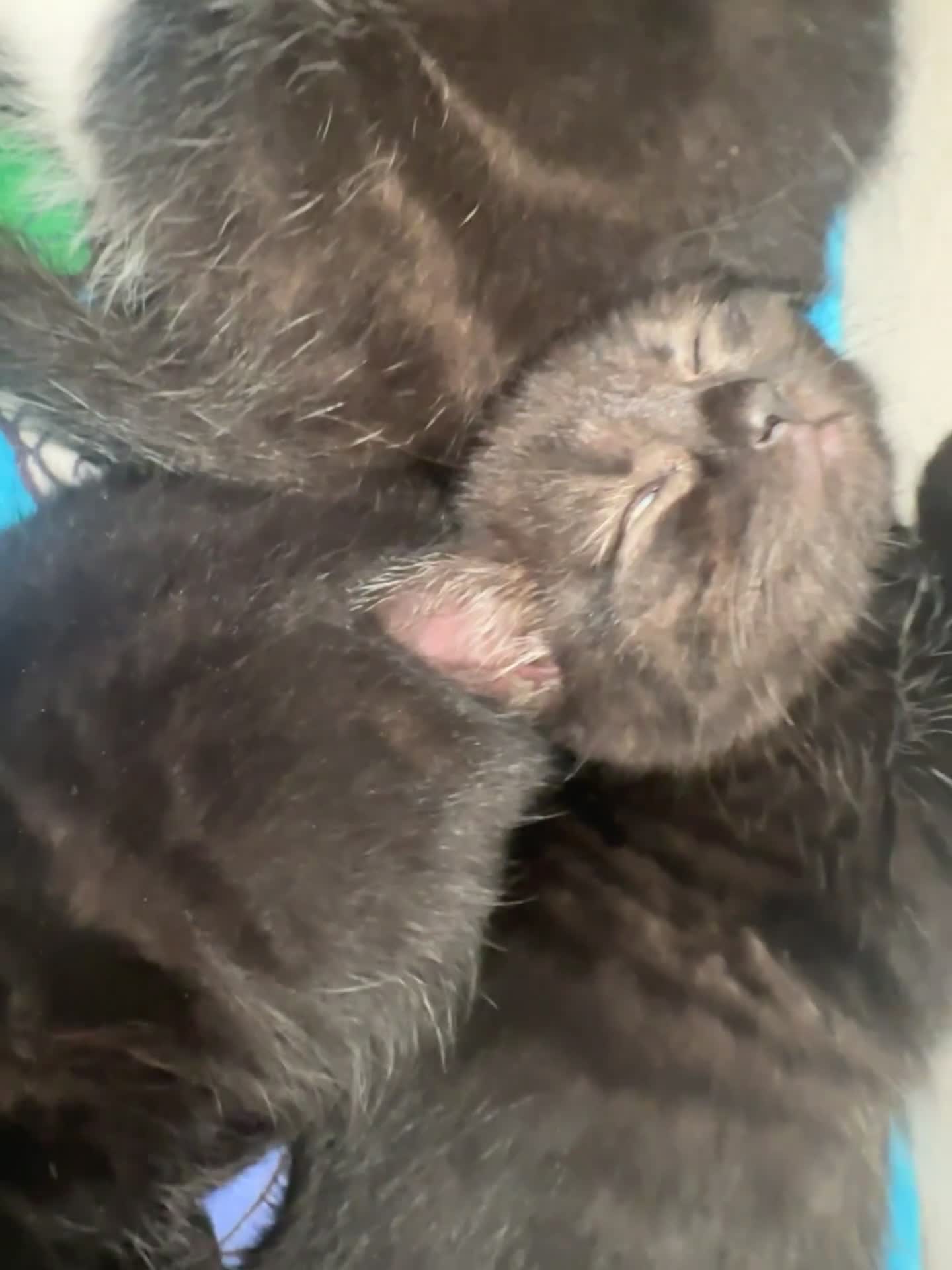 Mixed Breed cats for sale: British Shorthair Cross Kittens - Video 4