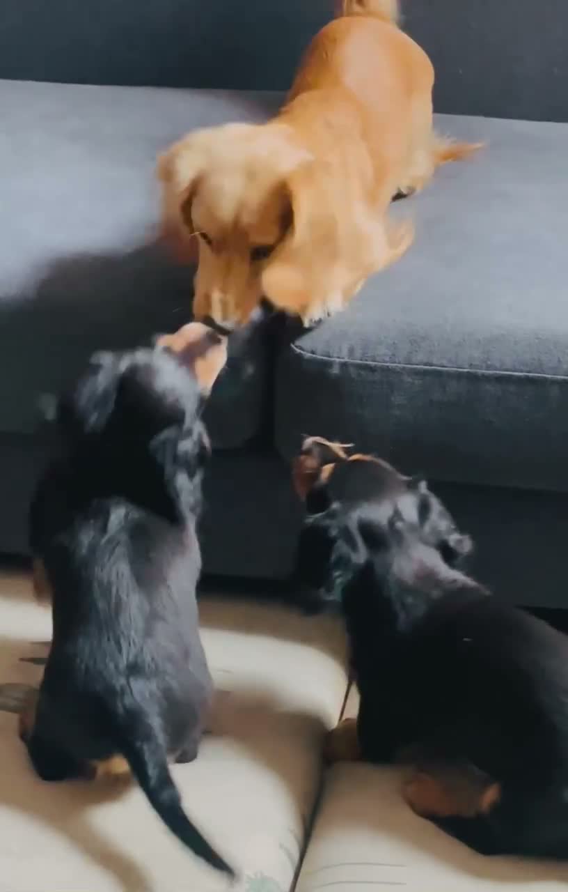 Miniature Dachshund dogs for sale: Black&Tan Puppies Looking for Their Forever Homes! - Video 1