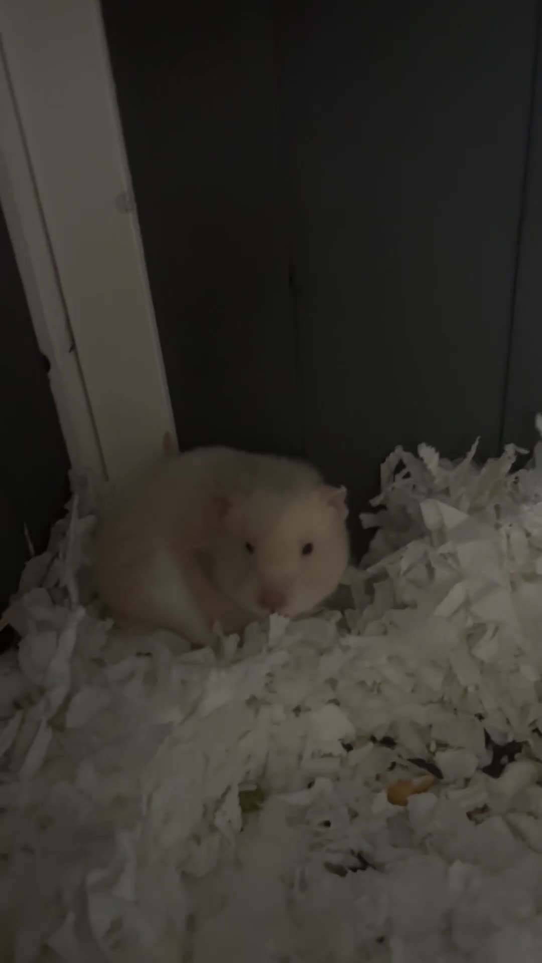 Hamster rodents for sale: 2 female hamsters for sale  - Video 1